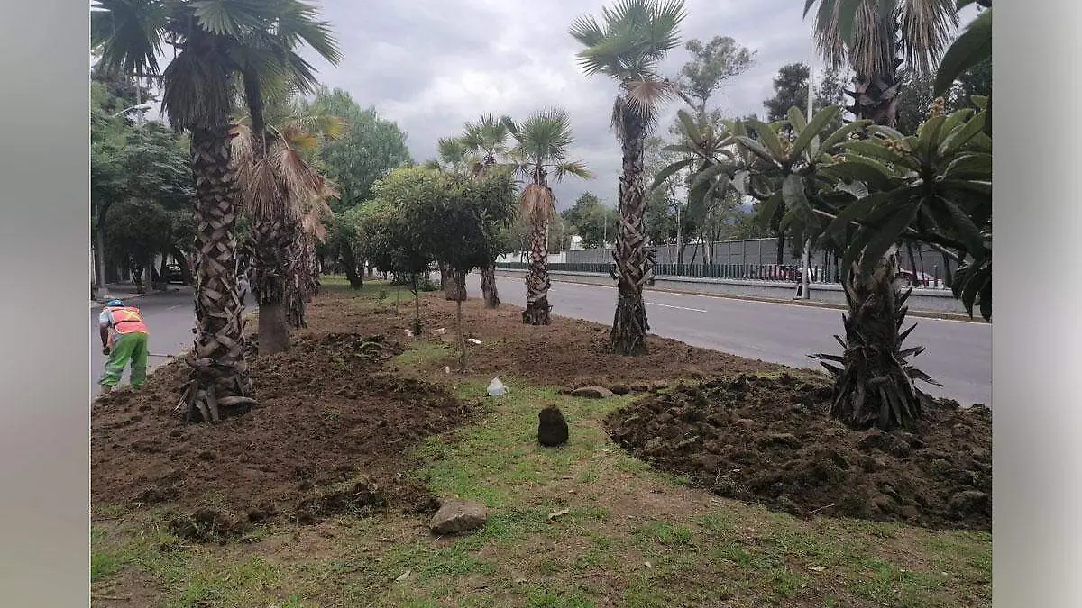 palmeras