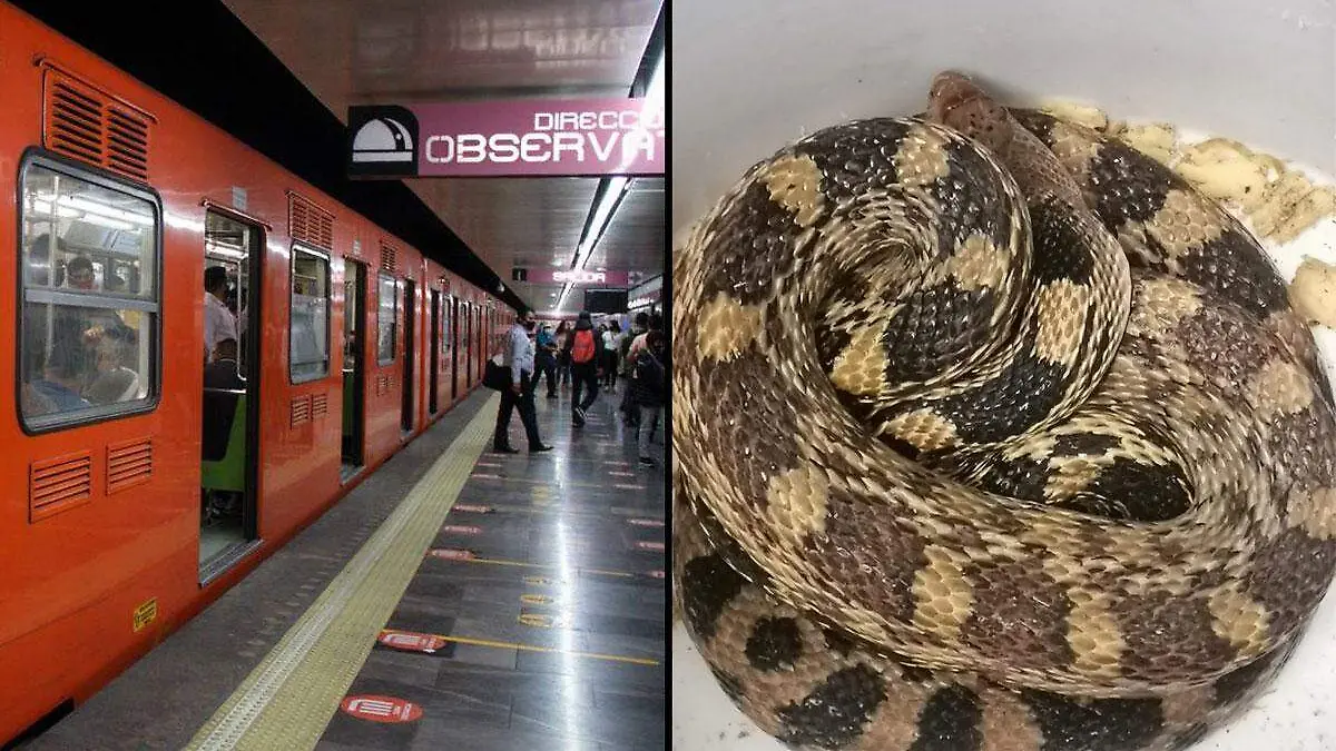 serpiente-en-e-lmetro