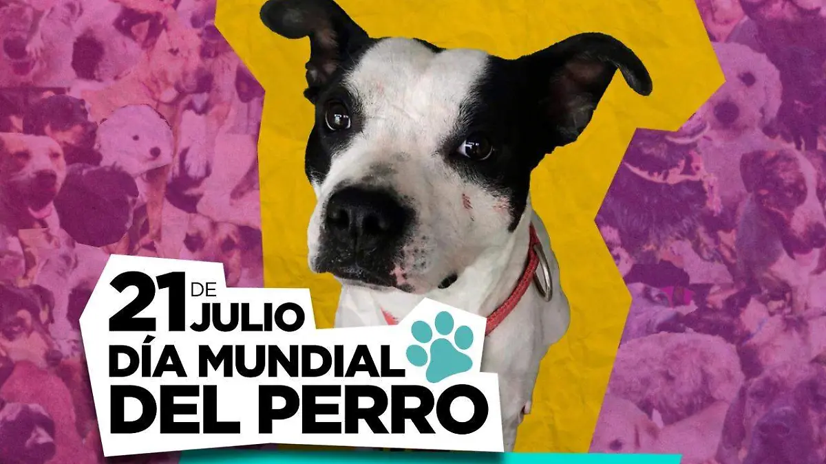 adopta no compres (3)