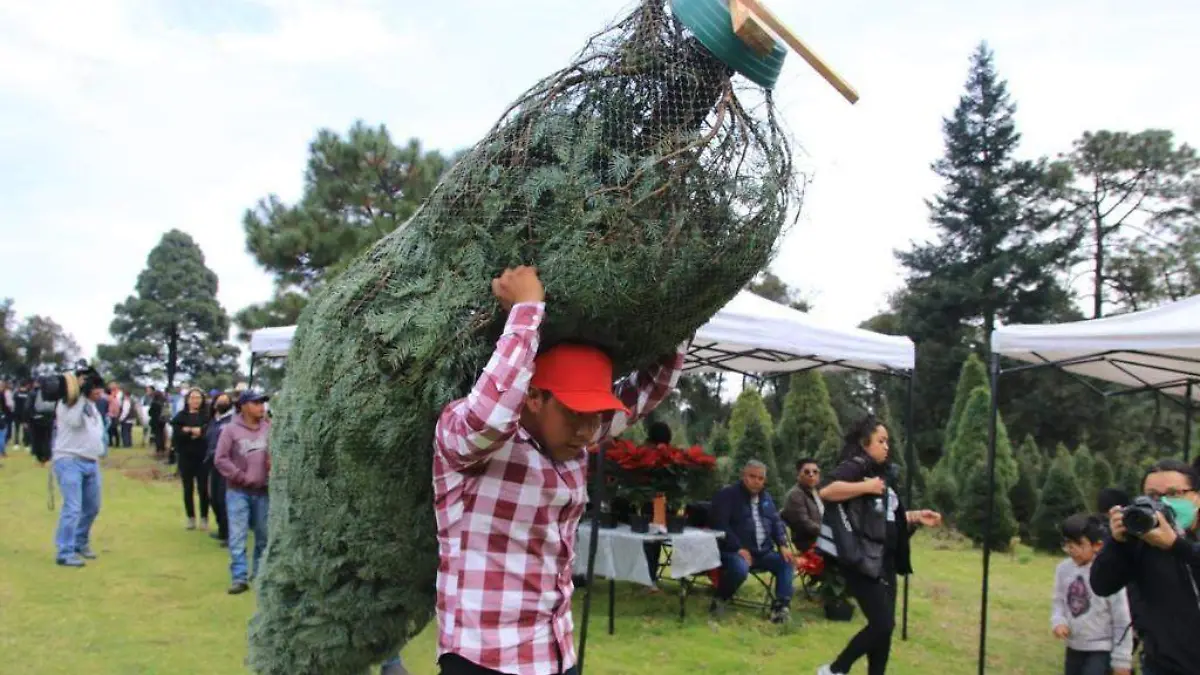Arboles de navidad 1