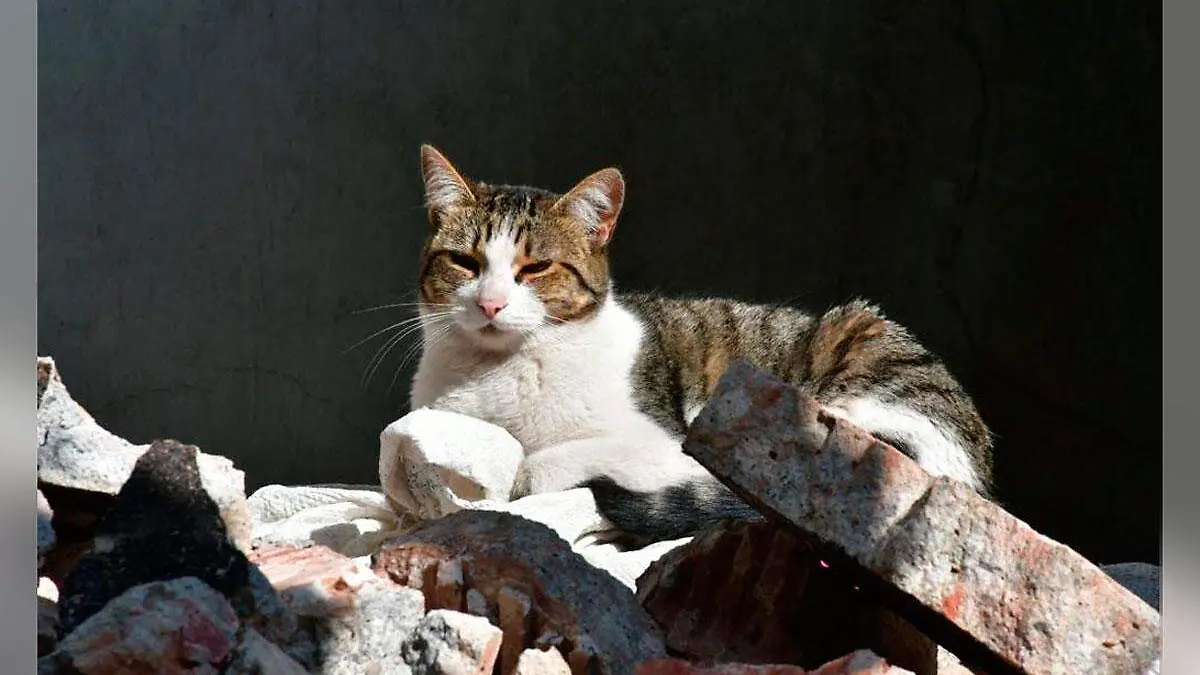 gatos