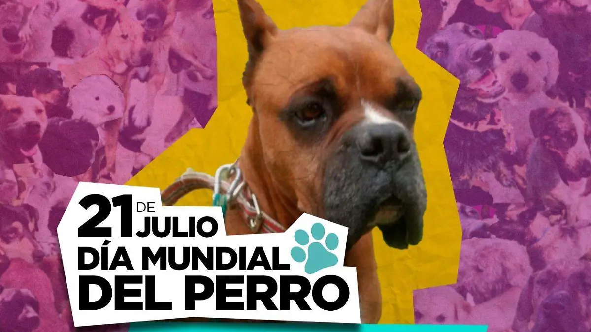 adopta no compres (2)