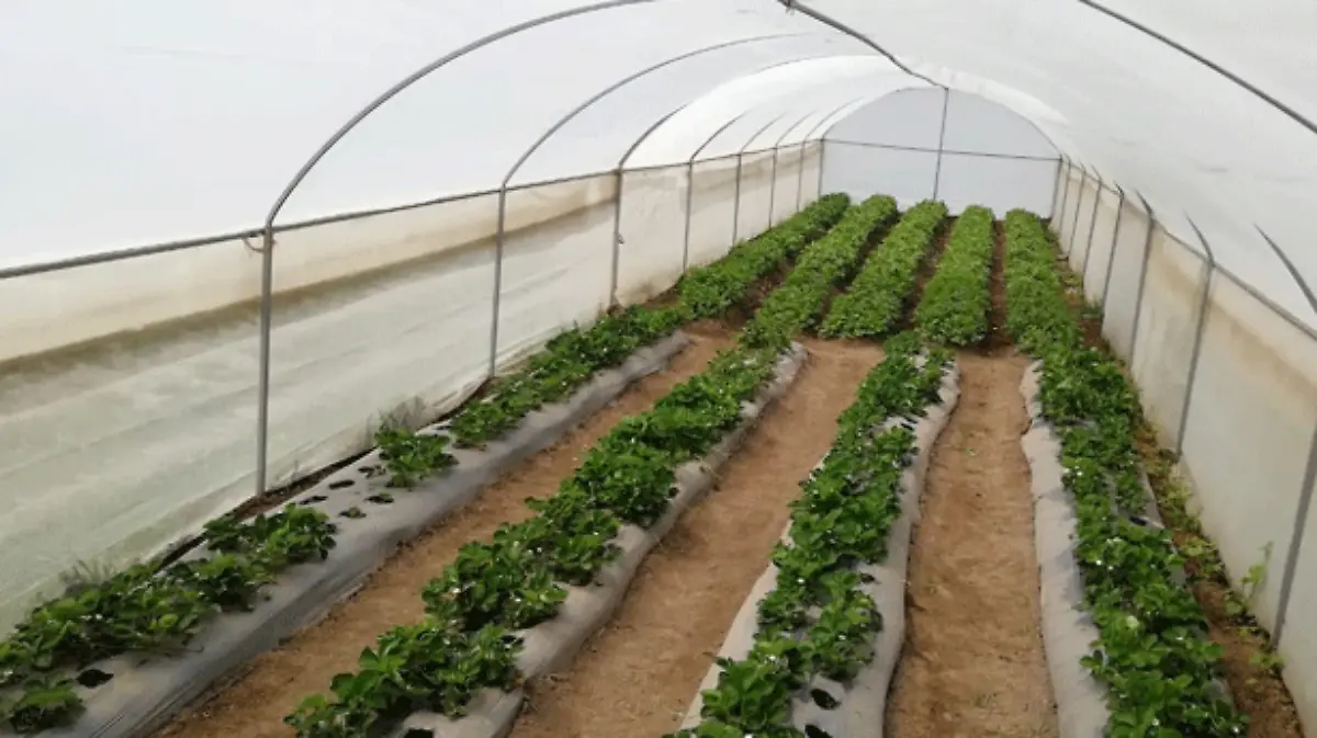 Estímulos-Rosas-en-Áreas-Rurales-(1)