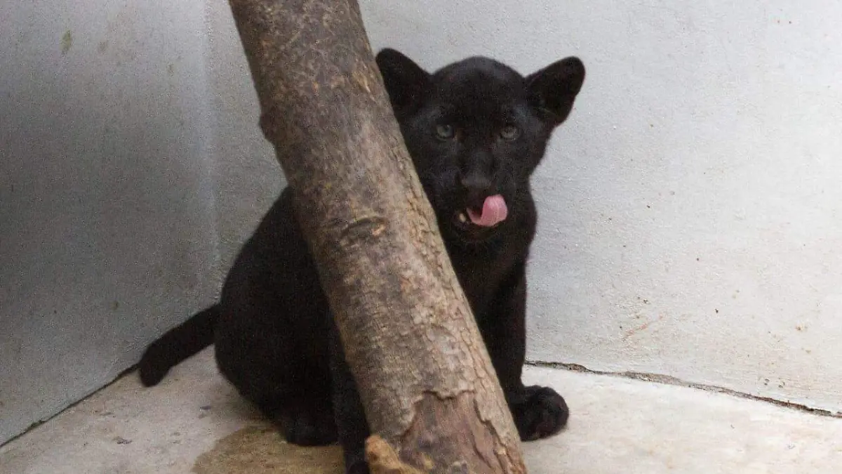 jaguar SEDEMA