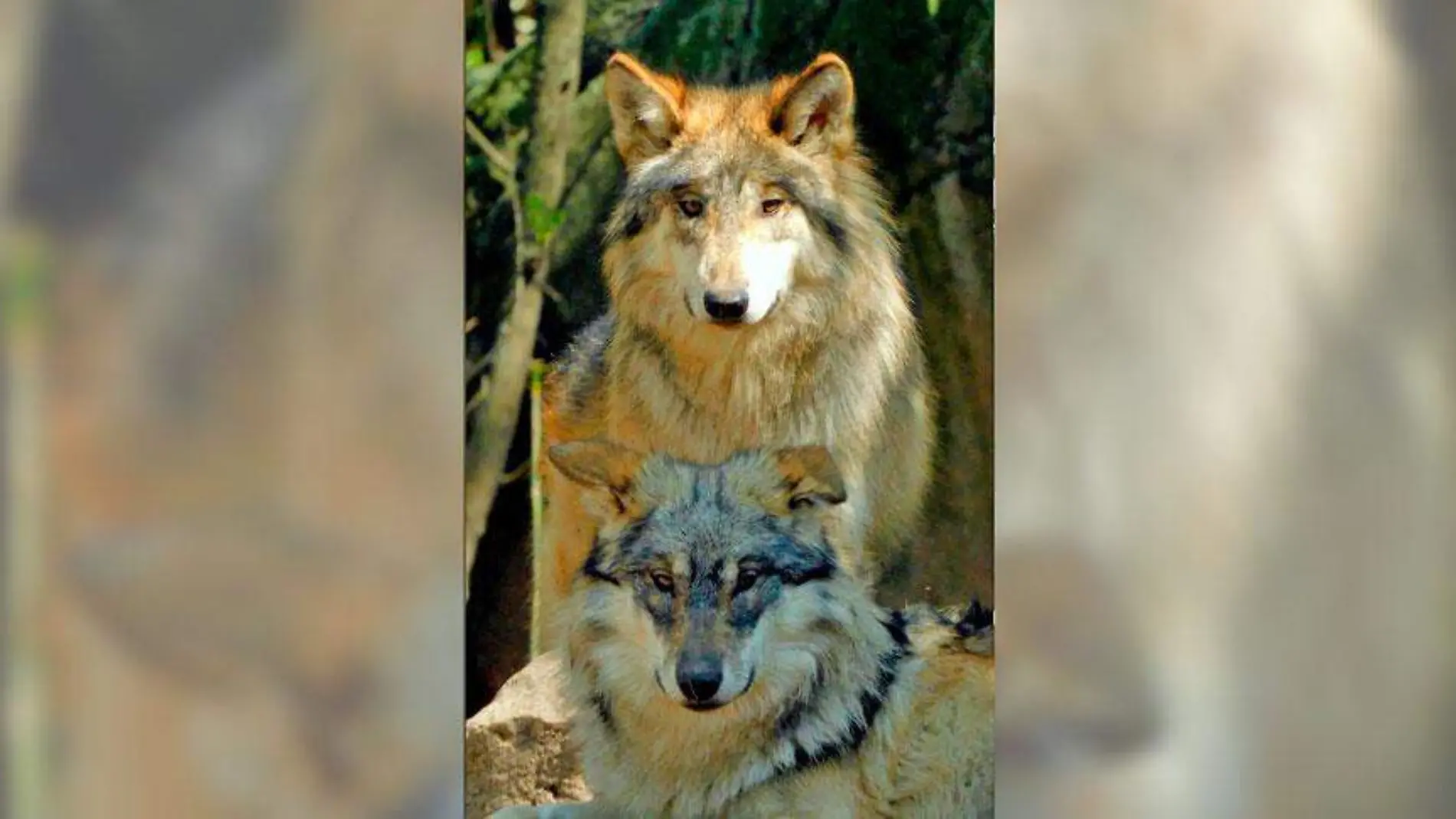 LObos-mexicanos-chapultepec