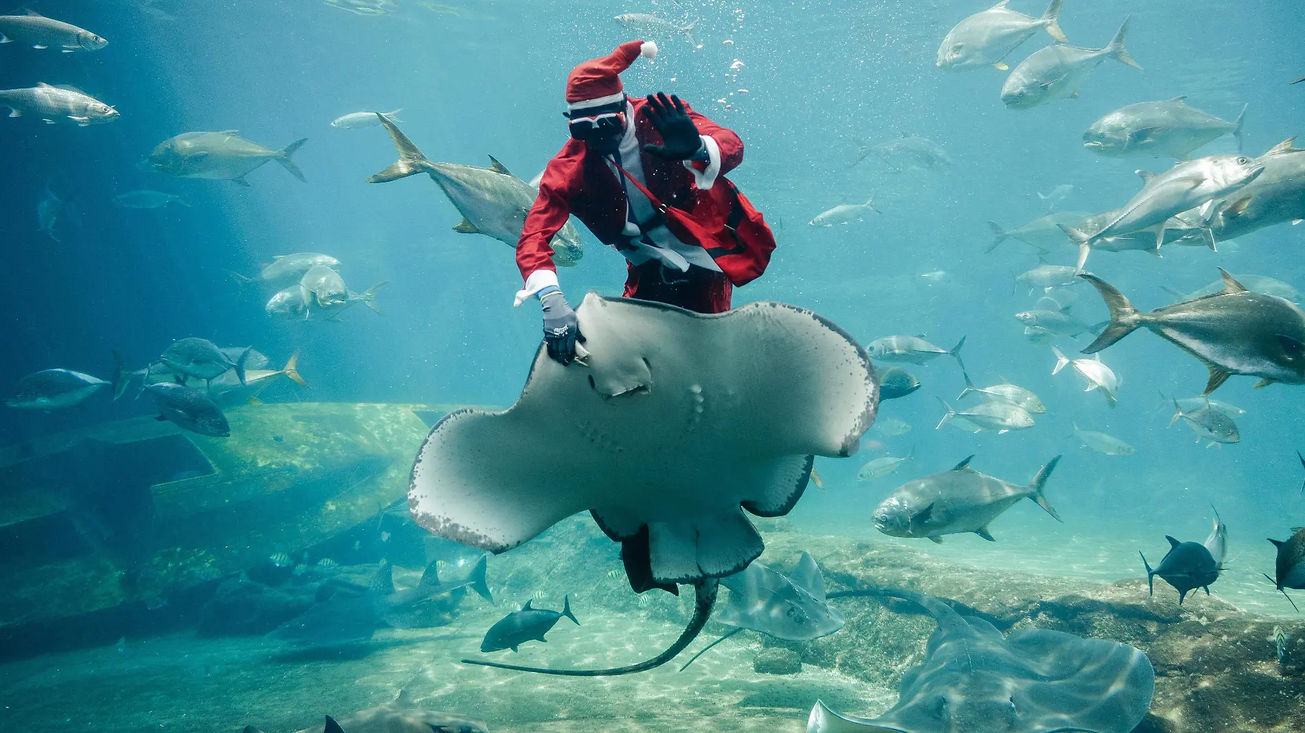 AFP__20241218__36QM9KL__v2__HighRes__TopshotSafricaAquariumChristmasFeature