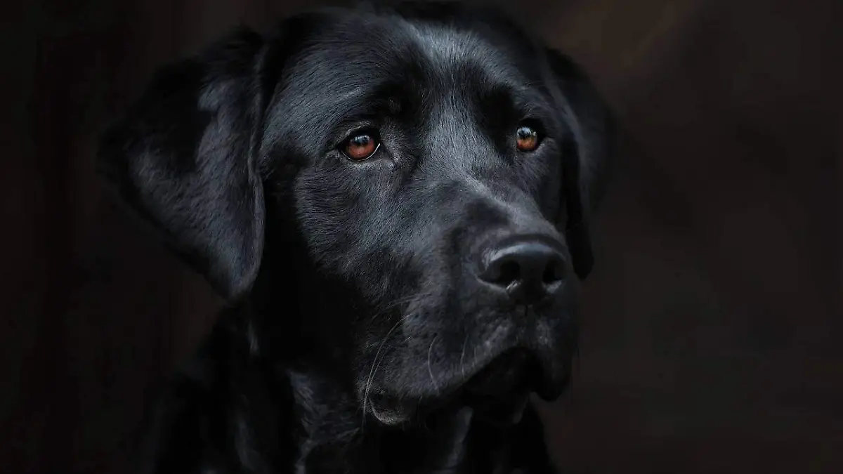 perro pixabay. 
