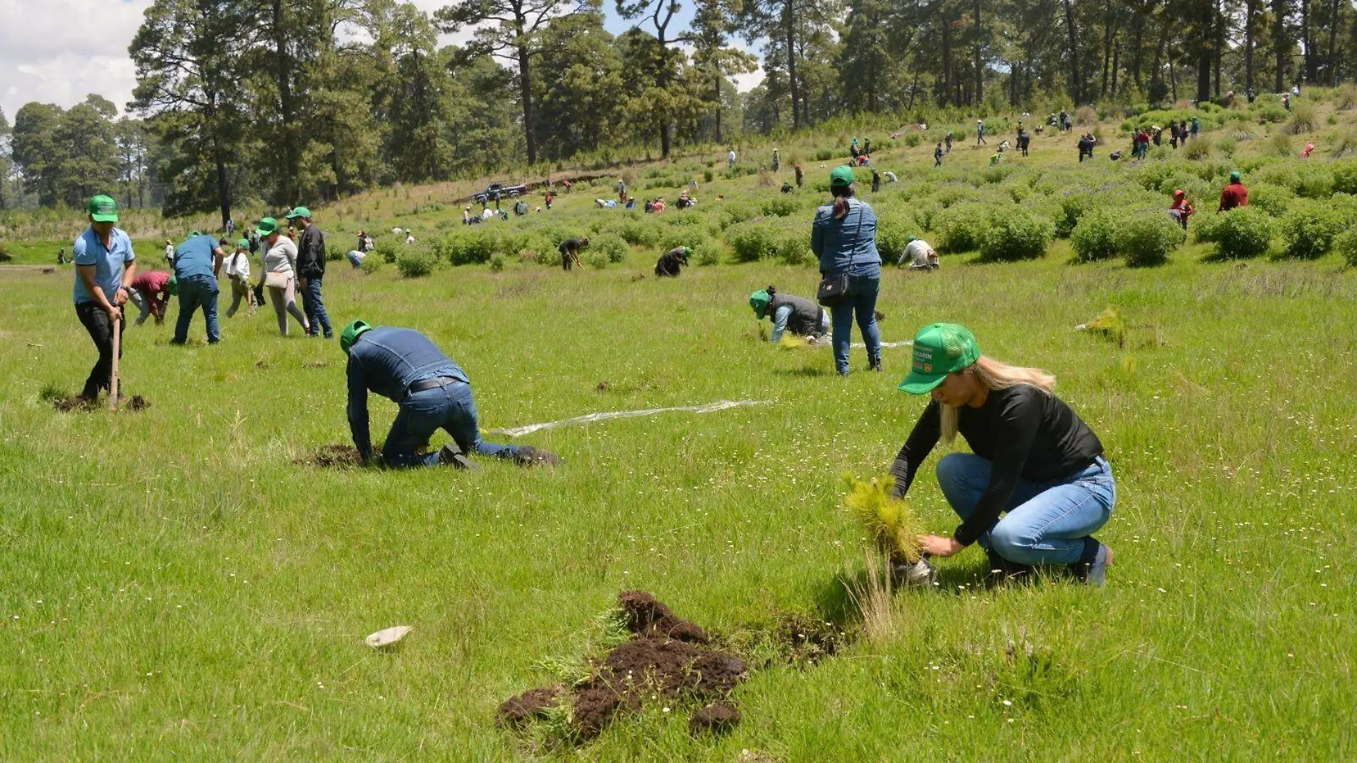 PLANTACION1