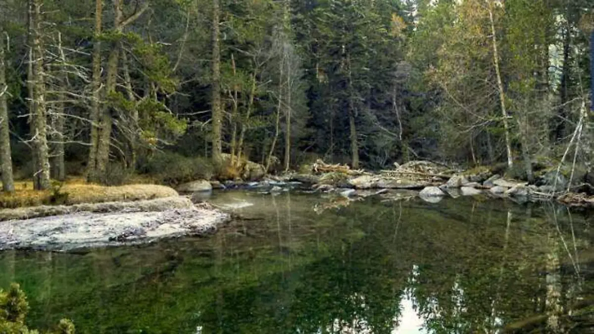 BOSQUES3