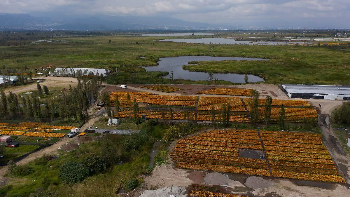 838518_Siembra cempasúchitl Xochimilco -6_web