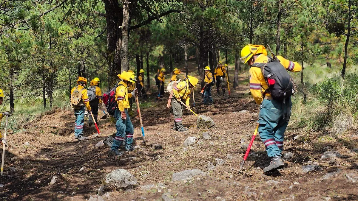 Desierto de los Leones: realizan labores de mantenimiento para evitar incendios