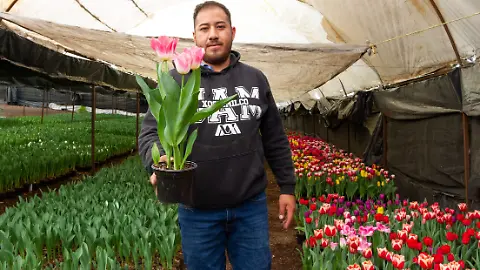 14 de febrero: sorprende a tu pareja con tulipanes de Xochimilco y Tláhuac - La Prensa | Noticias policiacas, locales, nacionales