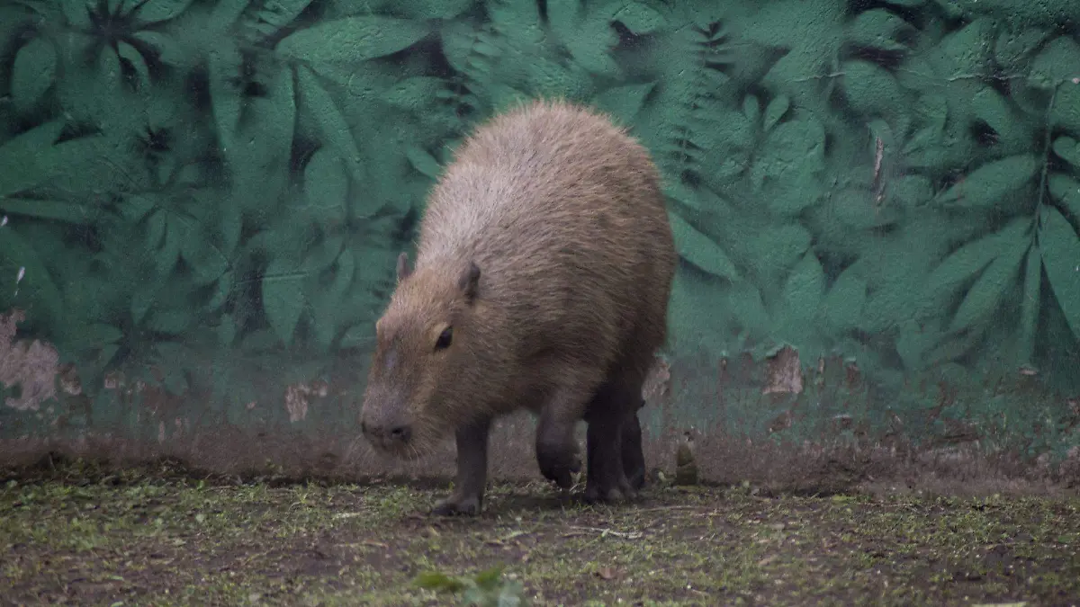 563974_Animales Zoo Chapultepec_web