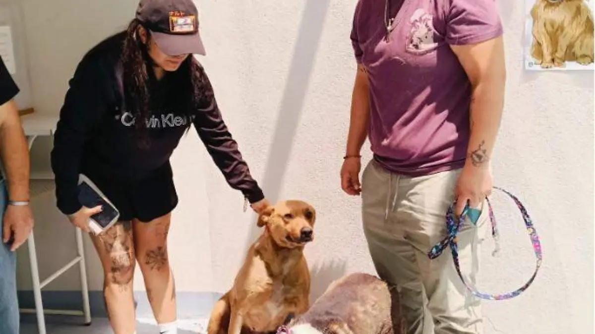 Retiran a manada de perros ante temor de vecinos de Ecatepec 