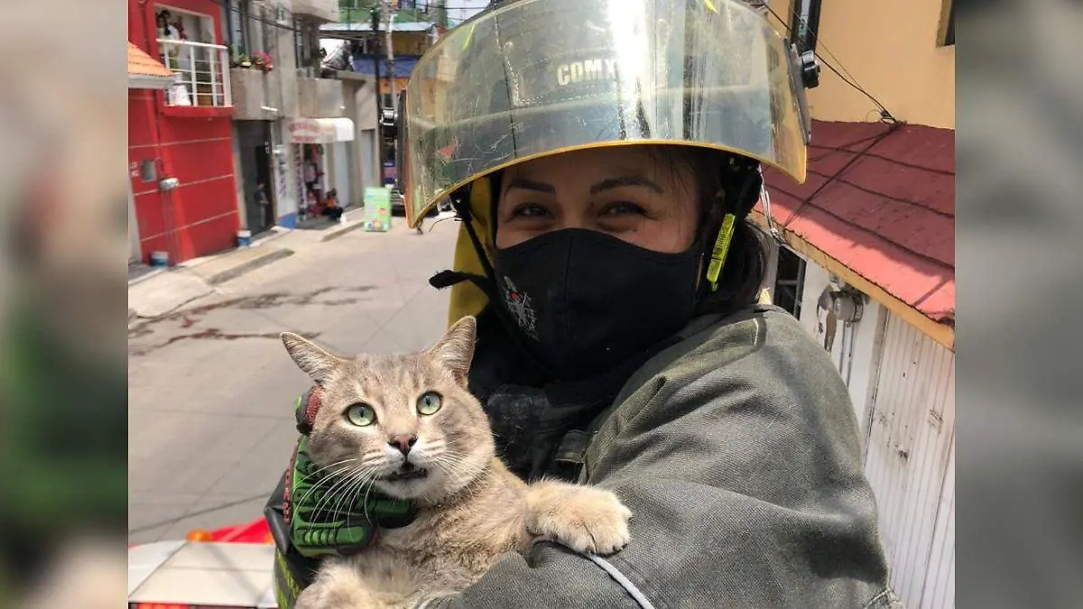 bomberos gatos BOMBEROS CDMX