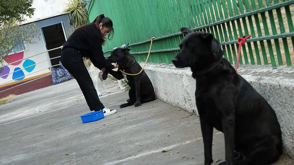 Agencia de Atención Animal presenta amparo para proteger a Ares, perrito víctima de maltrato 2