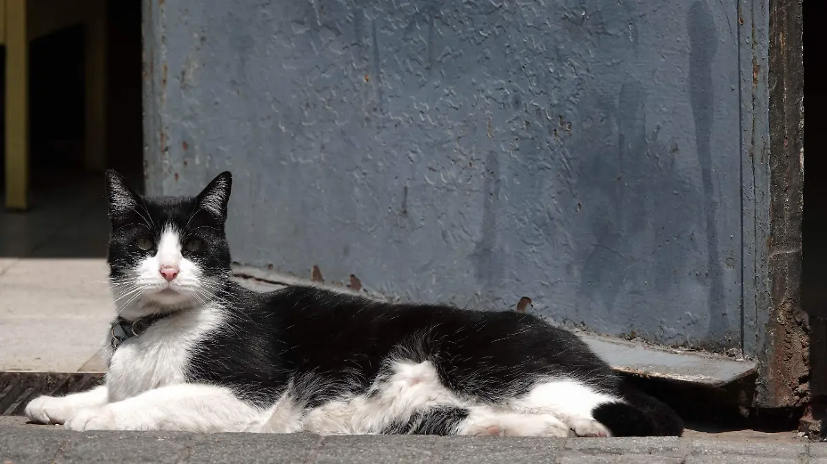 1019924_Día Mundial Gato_impreso