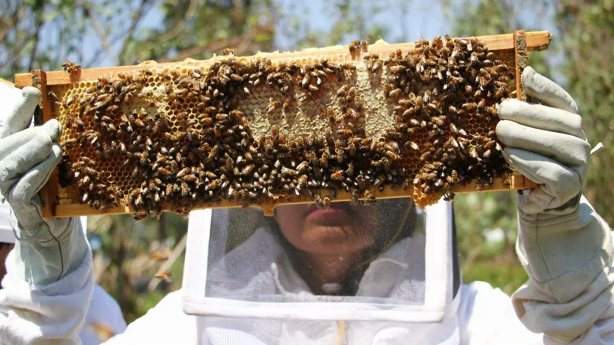 865440_Abejas de Barrio_web
