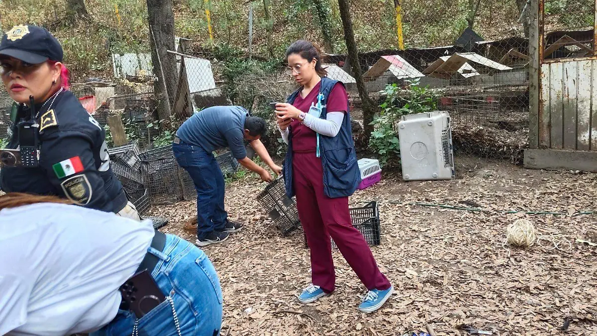 Rescatan 166 aves, tres perros y un gato en condiciones de maltrato en la Barranca Atzoyapan