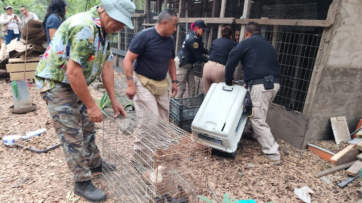 Rescatan 166 aves, tres perros y un gato en condiciones de maltrato en la Barranca Atzoyapan
