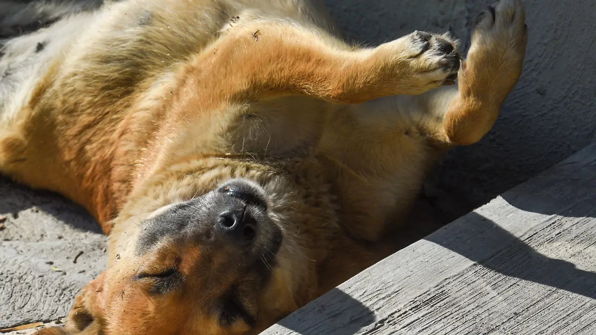 885852_Buscan concientizarnos sobre perros de la calle_impreso