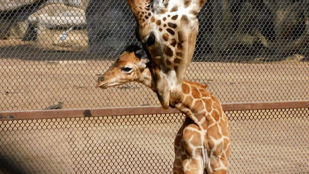 Jabari, la cría de jirafa que es nuevo huésped del Zoológico de Chapultepec
