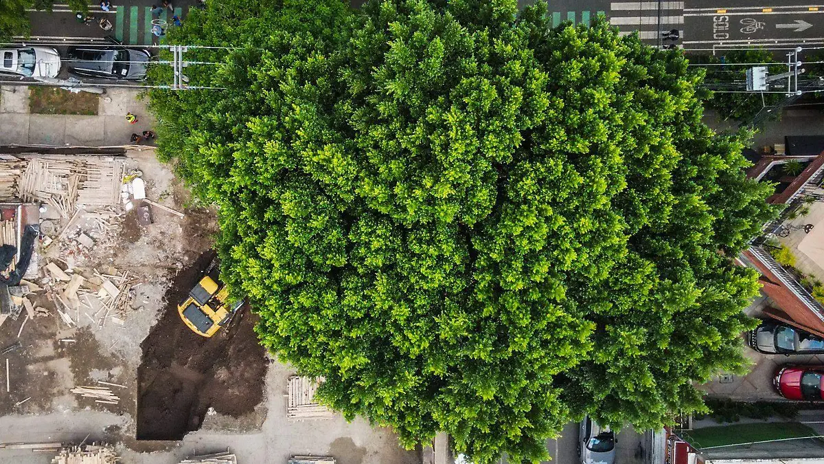 laureano arbol benito juarez CORTESIA 