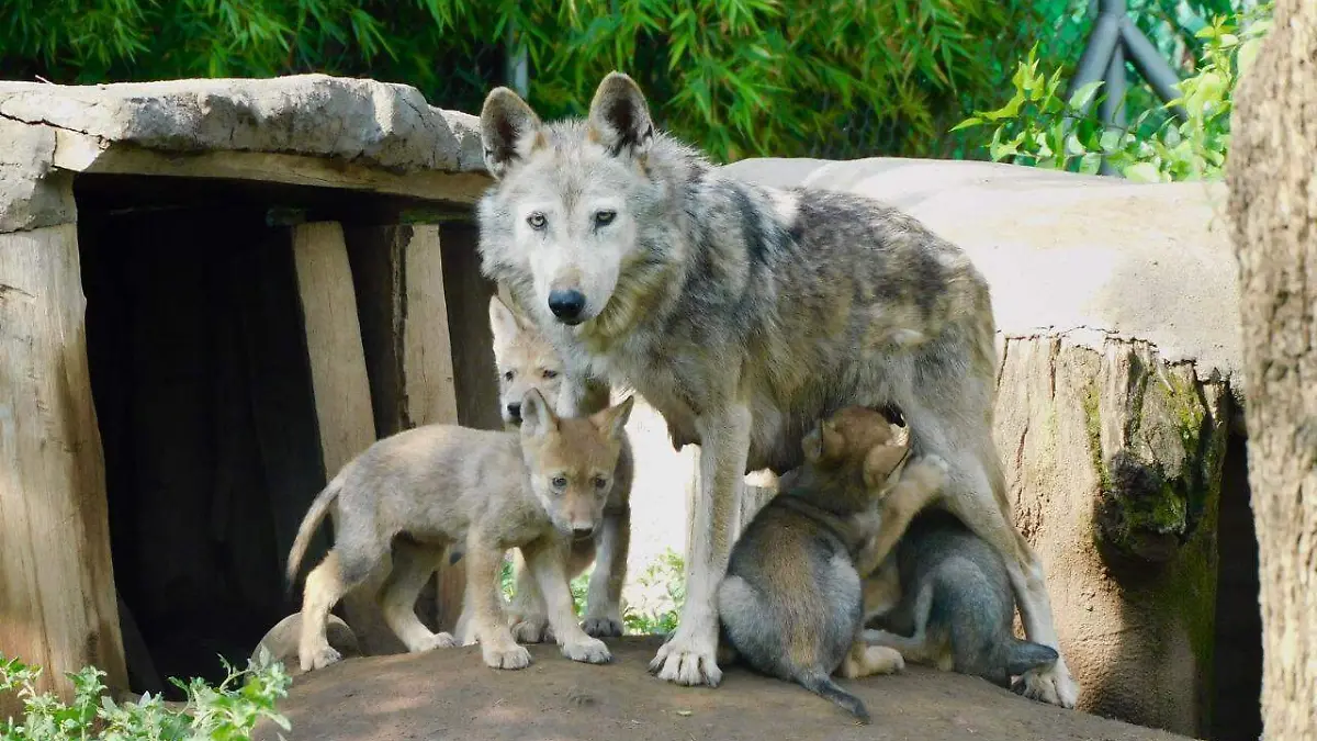 lobos san juan CORTESIA