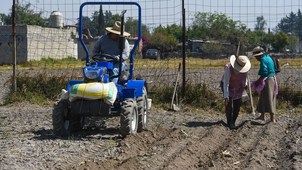 1031946_Familias siembran maíz para autoconsumo_impreso