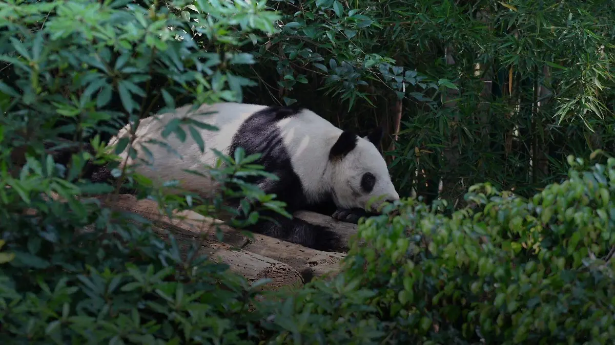 Panda mexicano