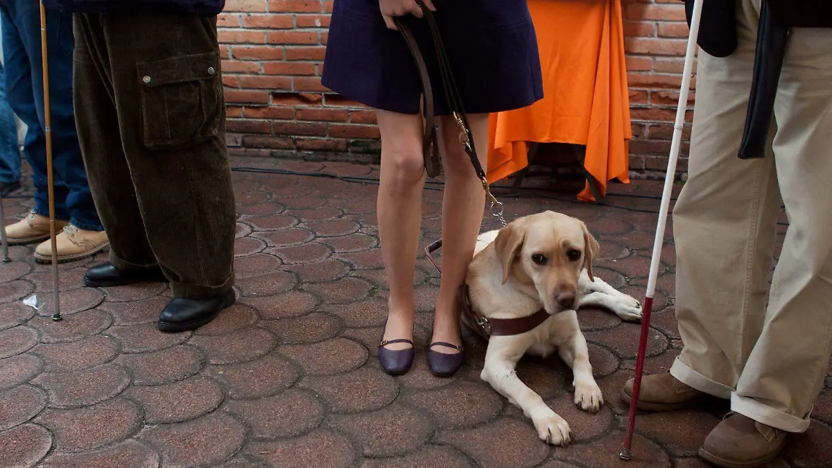 314106_Escuela Perros Guias_web