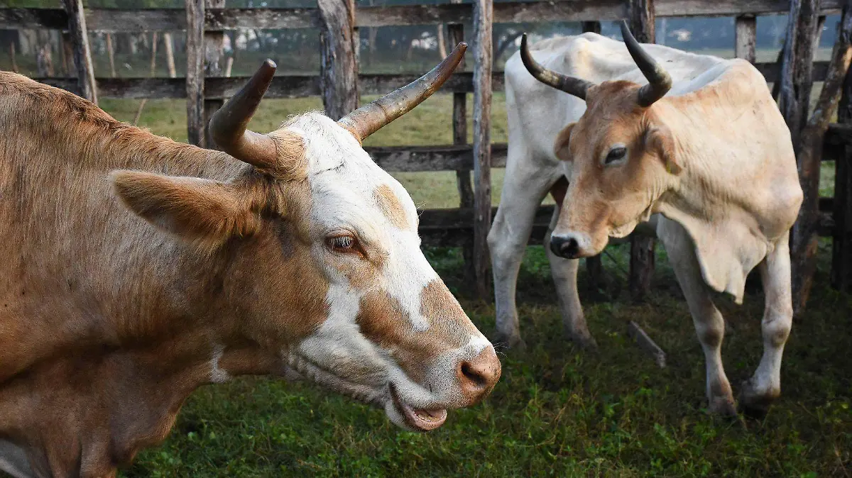 974431_Palizada Pueblo Mágico_web