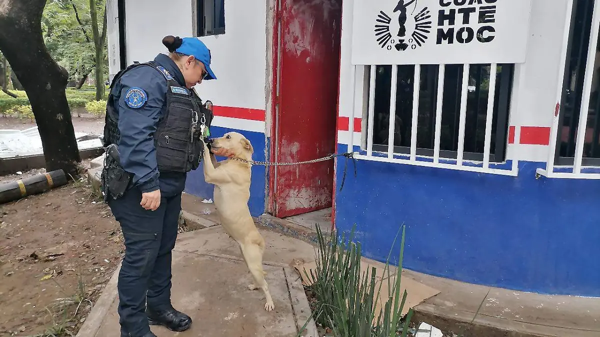 PERRITA ABANDONADA1