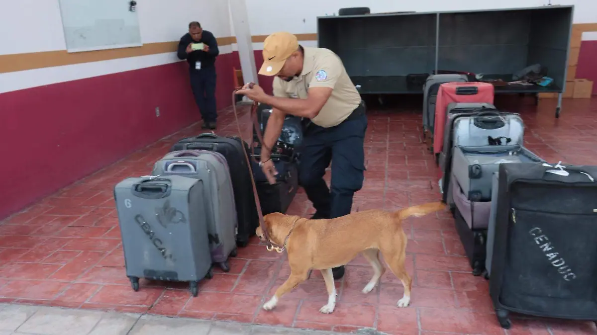 perritos senasica GUILLERMO PANTOJA.5