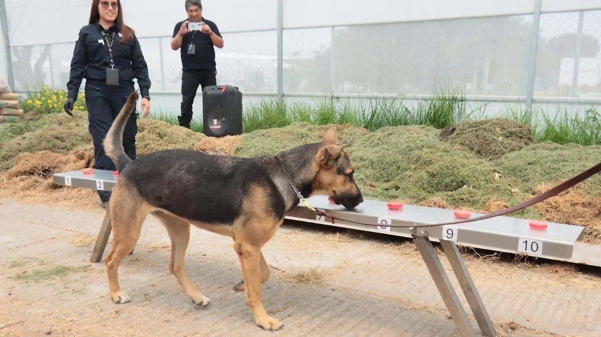 perritos senasica GUILLERMO PANTOJA.7 