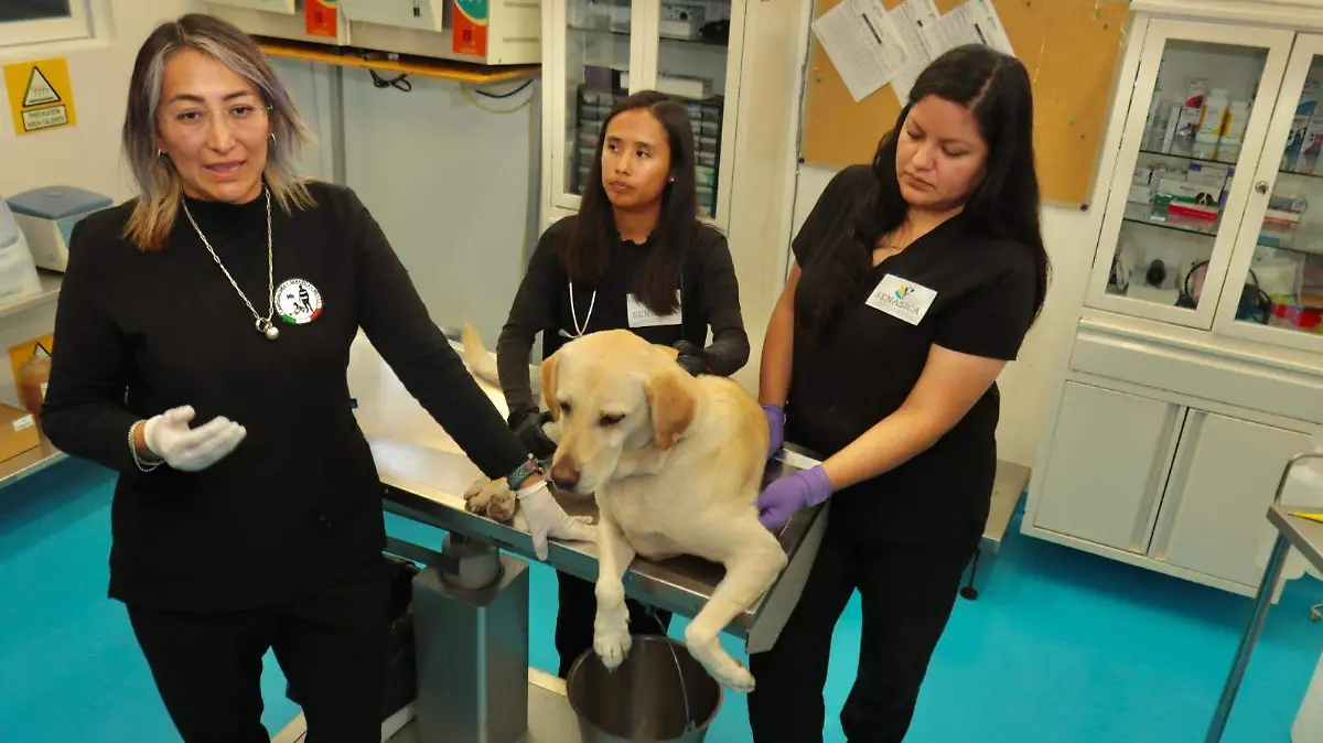 perritos senasica GUILLERMO PANTOJA.3 