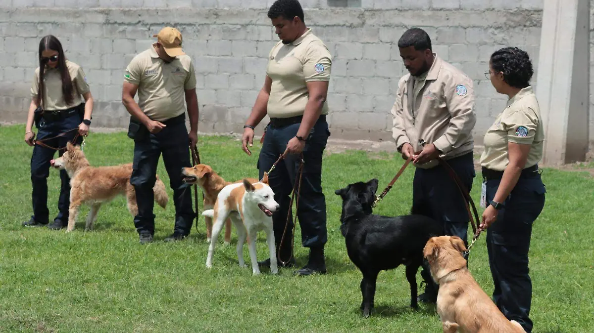 perritos senasica GUILLERMO PANTOJA.2 