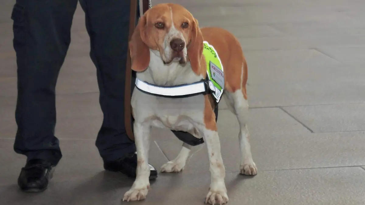 perritos senasica GUILLERMO PANTOJA. 