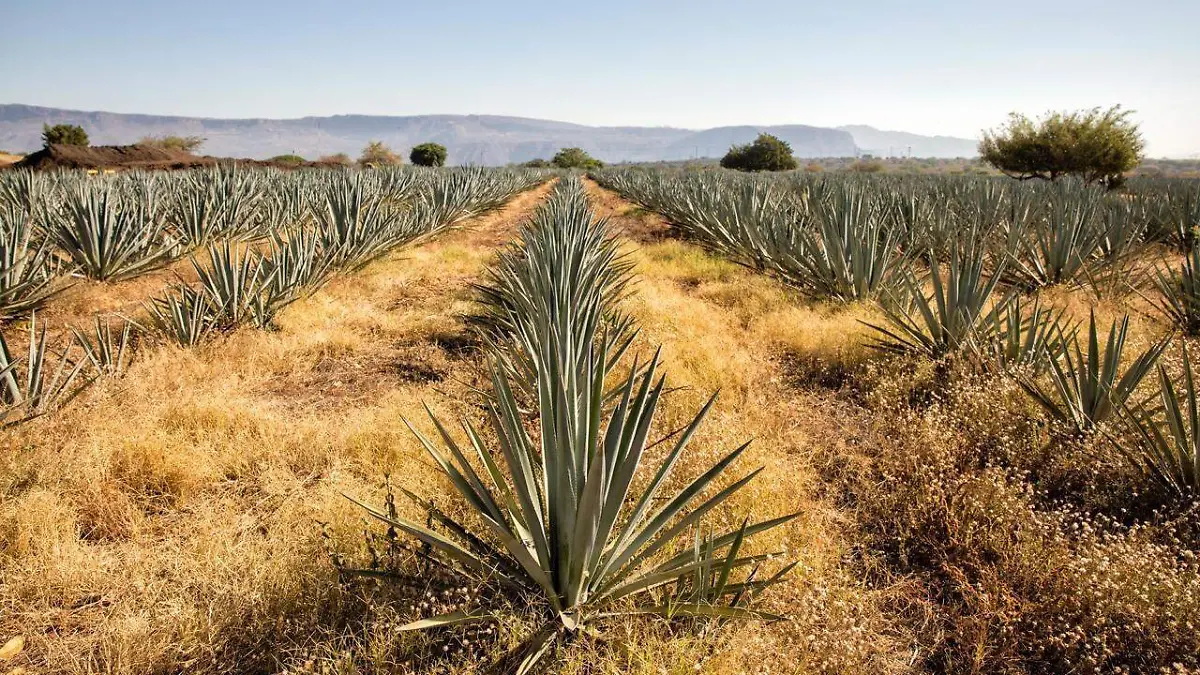 WhatsApp Image 2025-07-23 at 2.16.28 PM