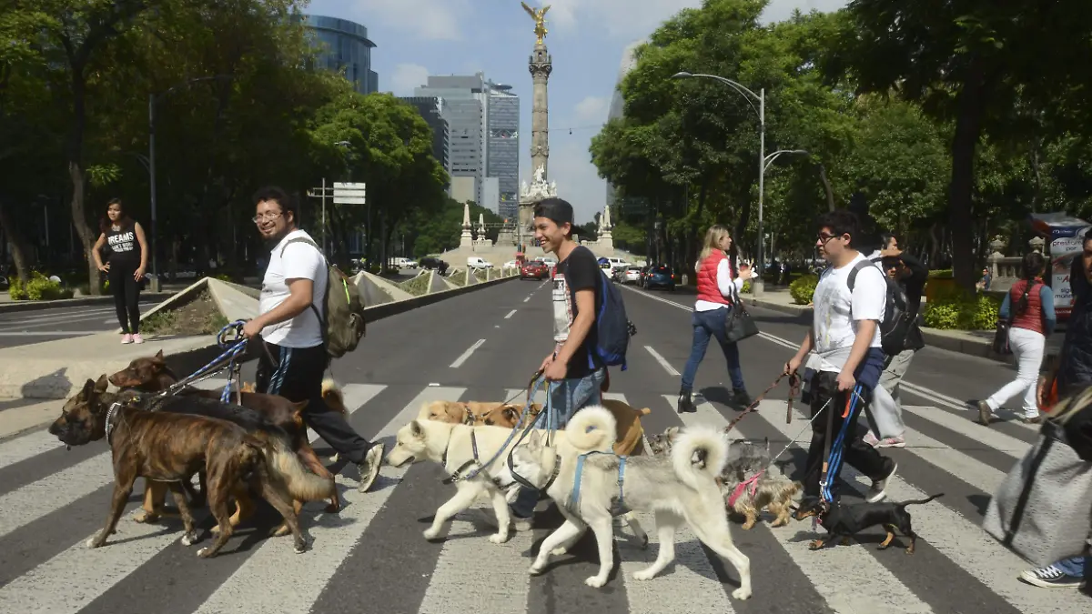 559553_Paseadores caninos_impreso