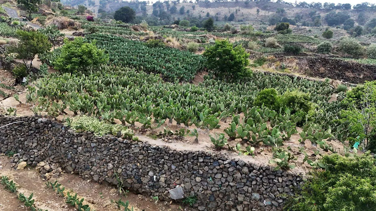 1035730_Terrazas Agrícolas_web