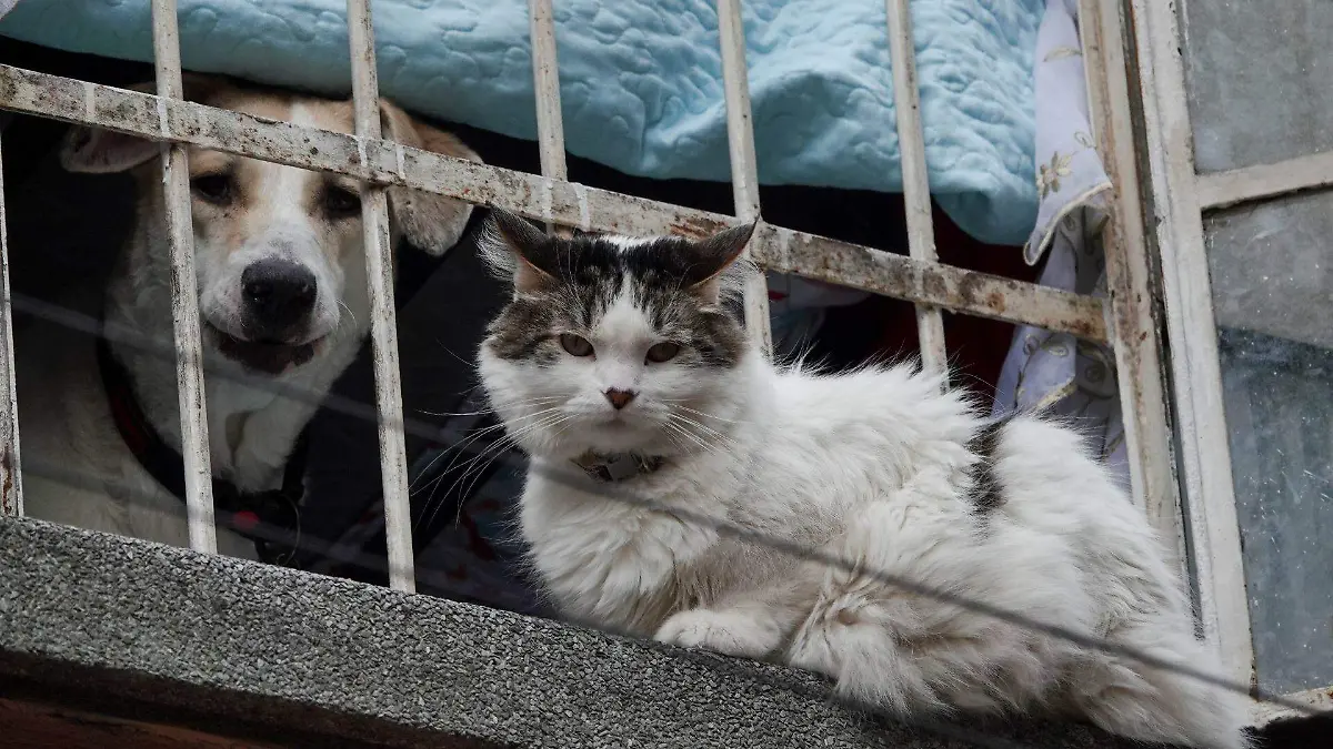 1019925_Día Mundial Gato_web