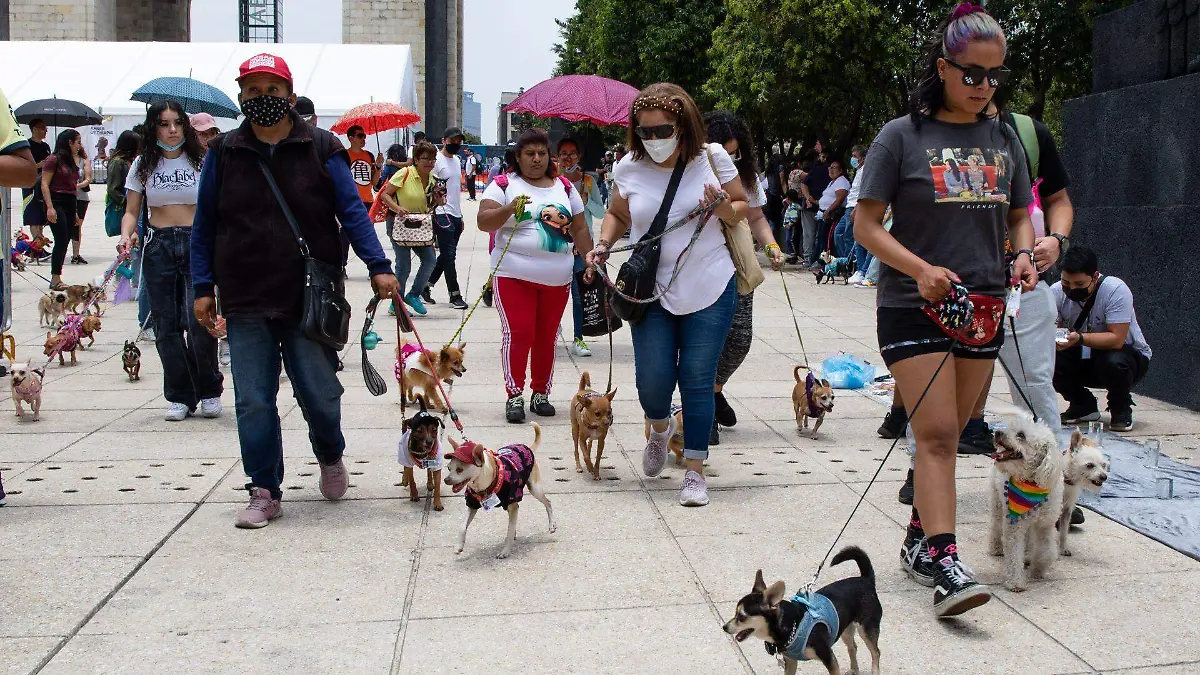 888816_Marcha Perros Chihuahua_web