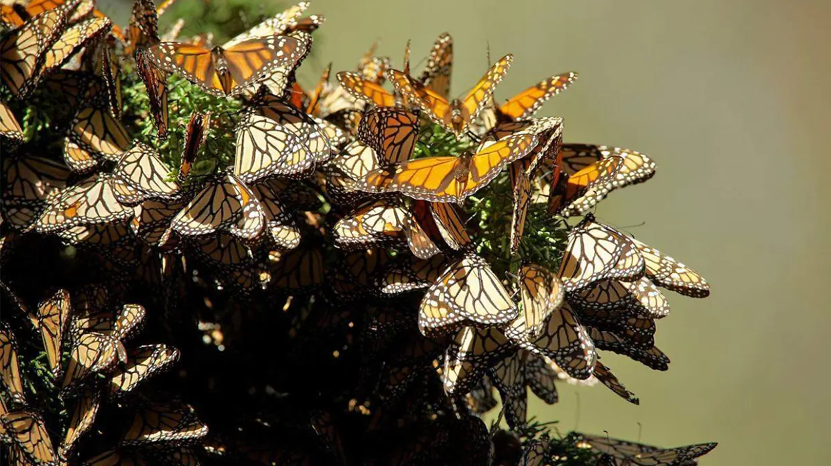 mariposas Foto Secretaría de Medio Ambiente y Recursos Naturales