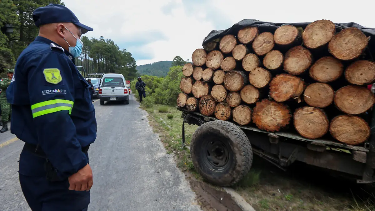 Aseguran aserraderos y madera ilegal 