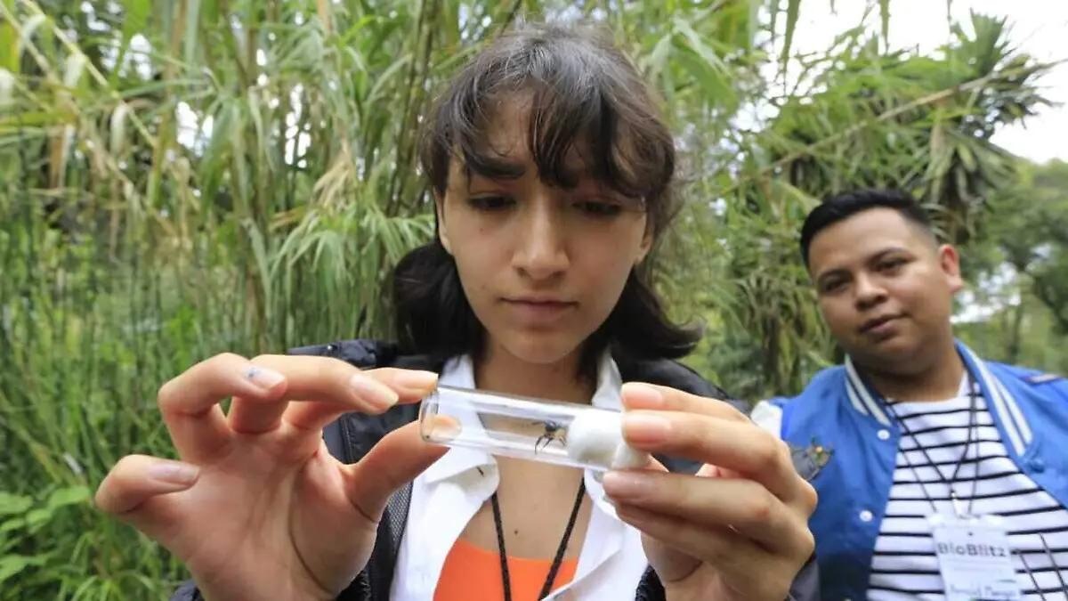 sedema1