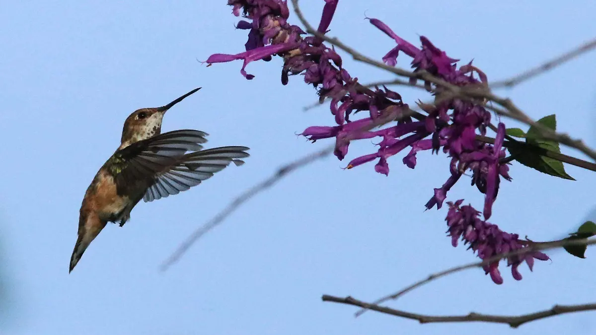 950611_Colibri Sierra Ocuilan 2.JPG_web