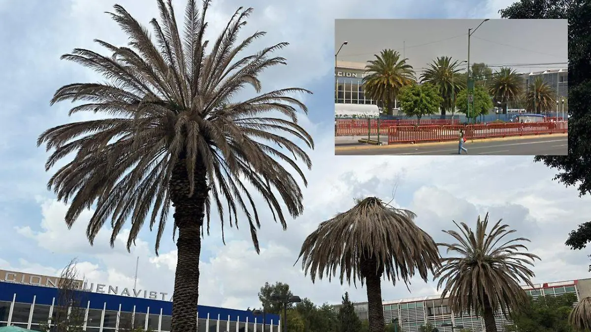 Palmeras