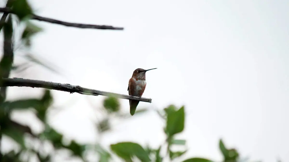 avistamiento aves CORTESIA