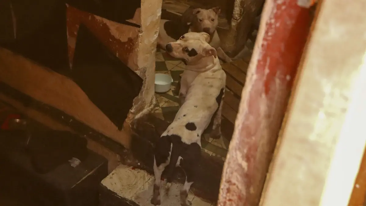 criadero-clandestino2